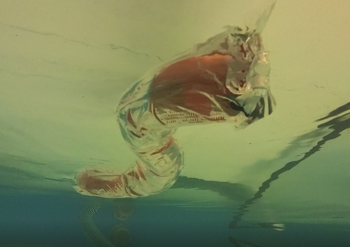 Cover for AquaMILR Limbless Robot